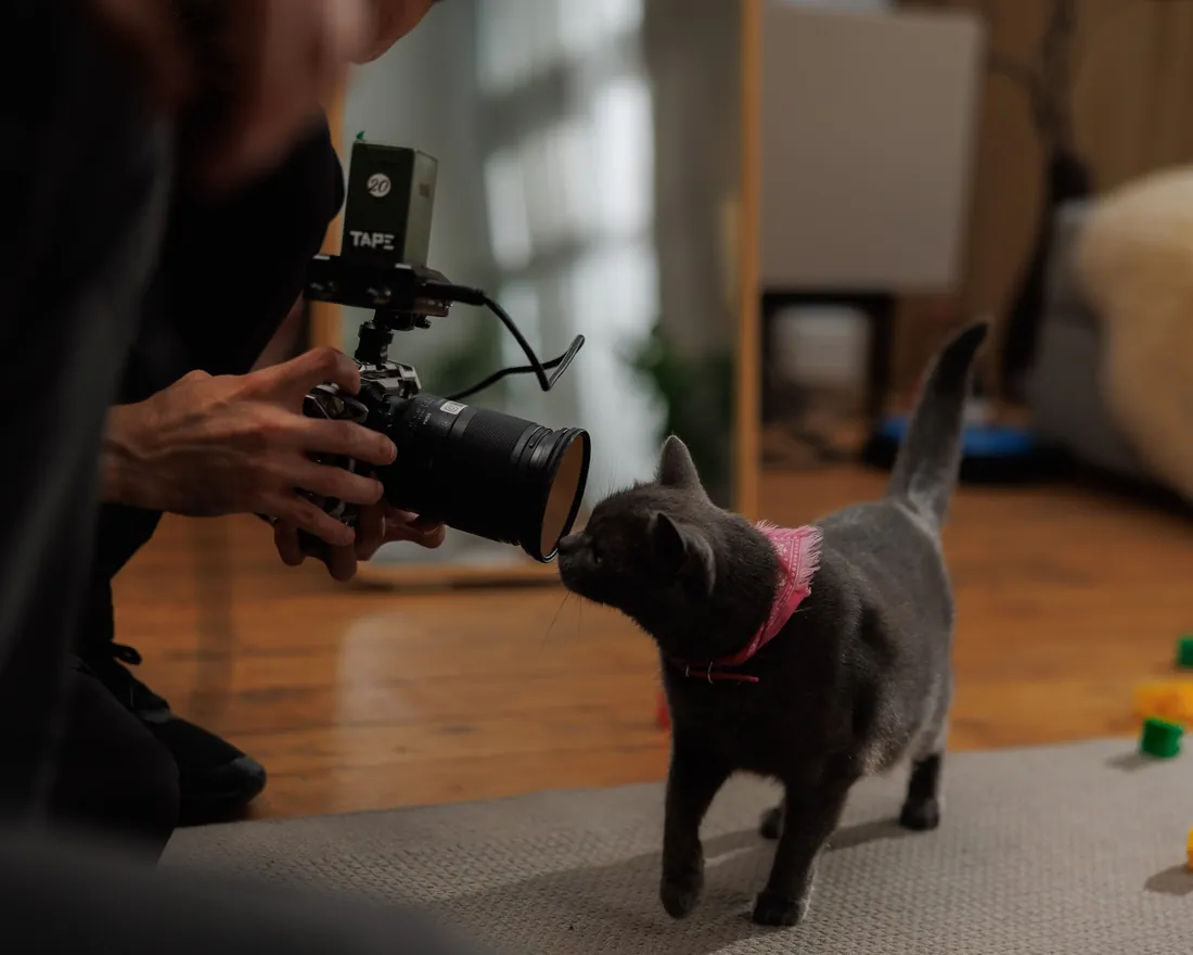 A cat inspecting the camera